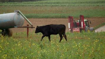 Black cow grazing in the meadow video