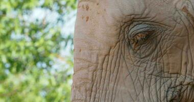 Elefant haben Schmutz Baden zum Sonne Schutz video