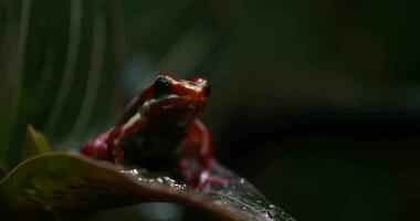 Phantasmal poison frog on the leaf video