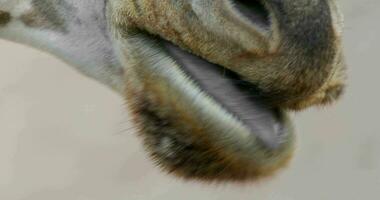 giraffa masticare, vicino su di bocca con lungo lingua video