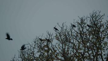 Slow motion - a flock of ravens on a tree video