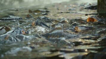 Slow motion carp fish with open mouths video