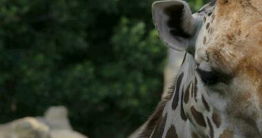 giraffe hoofd, dier kauwen en in beweging oren video