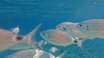 Sea fish in clear water video