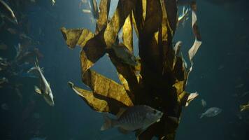 kelp en zee vis onderwater- video