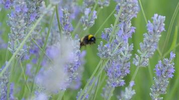 Bumblebee gathering pollen from lavender flowers video