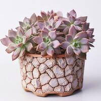 Graptoveria in a terracotta hexagonal pot with a speckled pattern in shades of purple AI Generated photo