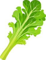 Fresco verde lechuga aislado vector ilustracion