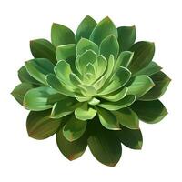 Succulent Plant Top View Isolated Detailed Hand Drawn Painting Illustration vector