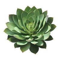 Succulent Plant Top View Isolated Detailed Hand Drawn Painting Illustration vector