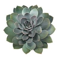 Succulent Plant Top View Isolated Detailed Hand Drawn Painting Illustration vector