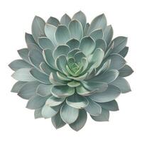 Succulent Plant Top View Isolated Detailed Hand Drawn Painting Illustration vector