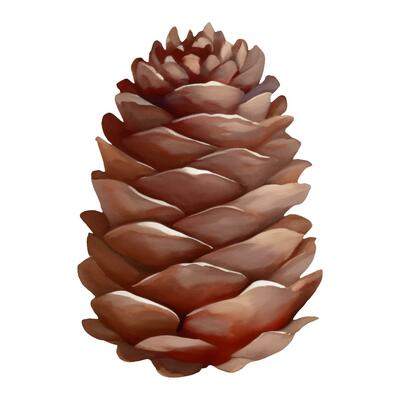 Cedar Pine Cone Isolated Hand Drawn Painting Illustration