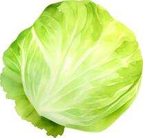 Fresh Cabbage Hand Drawn Watercolor Painting vector