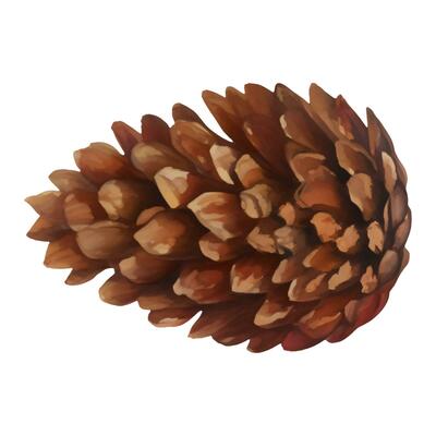 Cedar Pine Cone Isolated Hand Drawn Painting Illustration