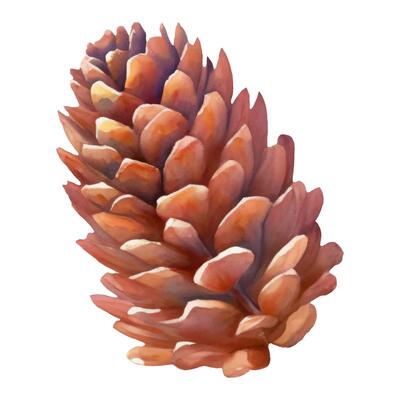 Cedar Pine Cone Isolated Hand Drawn Painting Illustration