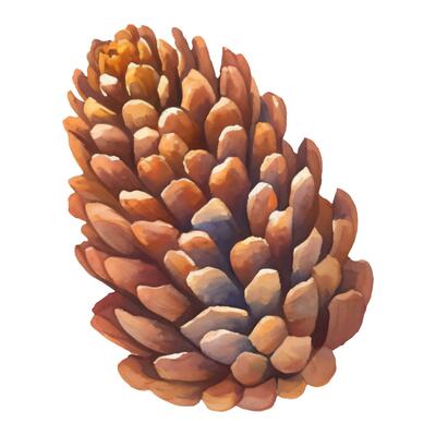 Cedar Pine Cone Isolated Hand Drawn Painting Illustration