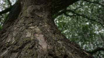 scorrevole giù vicino su struttura di vecchio albero tronco crescita nel tropicale foresta. dal basso verso l'alto Visualizza. video