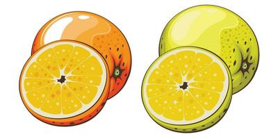 Orange isolated vector illustration. Fruits colorful illustrations isolated on white background.  Fruit collection.