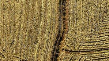 Bird's Eye View of a Dry Paddy Field by the Drone Moving Upwards video