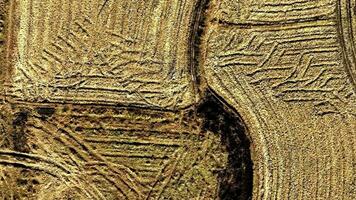 Bird's-Eye View of a Dry Paddy Field by the Drone Moving Backwards video