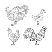 Vector set of hand drawn sketch domestic birds