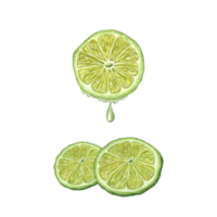 vattenfärg mogen kalk skivor med droppande juice. botanisk illustration av sommar kall cocktail ingrediens för meny, cocktail fest, flygblad, posters png