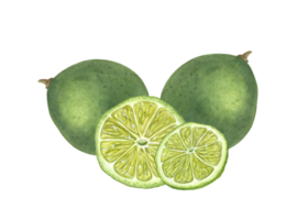 Watercolor set of whole limes and slices. Botanical illustration for menu, cocktail party, flyer, posters, for the design of postcards, greetings png