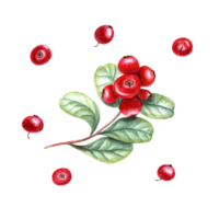 Fresh fragrant cowberry branch. Watercolor botanical illustration of red berries and green leaves for the design of greetings, package design png