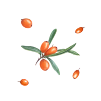 Watercolor botanical illustration of sea buckthorn. Set of berries and branch with green leaves for patterns, greetings design, package, labels png