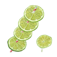 Watercolor illustration of Lime slices strung on drinking straw and lime piece with juice Drop. Bright summer illustration for menu, cocktail party png