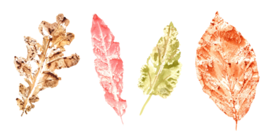 Imprints of autumn leaves in orange, yellow, pink colors. Set of fall dry leaves. Watercolor illustration of colorful leaf forms for posters, texture, frame, cards png