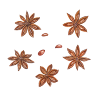 Watercolor set of star anise. Botanical illustration for Christmas and New Year cards, book design, greetings, stickers, patterns, banners, templates, spice shops png