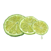 Watercolor concept of balance with fresh lime slices lying on top of each other. Illustration for menu, cocktail party, flyer, for the design of postcards png