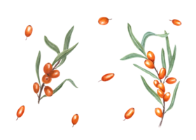 Watercolor botanical illustration of sea buckthorn. Set for the design of invitation, patterns, cards, greetings, package design, advertising posters, labels png