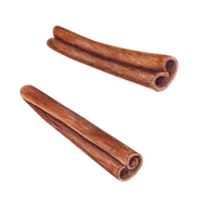 Watercolor illustration of Dried Cinnamon Sticks. Nature raw organic spice from tree bark. Hand drawn cinnamon using in medicine, food and aromatherapy. png