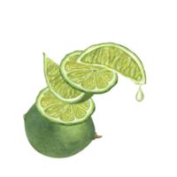 Watercolor concept of balance made of fresh Lime slices of various sizes, whole citrus and drop of juice dripping from piece. Illustration for menu, cocktail party png