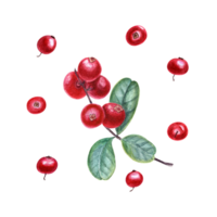 Watercolor botanical illustration of cowberries. Set of sprigs with red berries and green leaves for the design of invitation, patterns, cards, greetings png