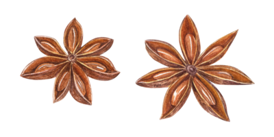 Star Anise. Watercolor botanical illustration for decoration of menu, spice shops, greetings, stickers, Christmas and New Year cards, book design png