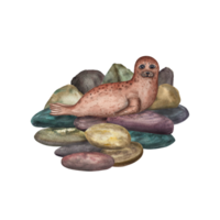 Watercolor illustration of fur seal resting on the rocks. For baby textile, wallpaper, nursery decoration, cards, souvenirs, wrapping. Cartoon style. png