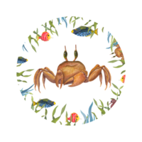 aquarelle Cadre avec crabe, poisson, mauvaises herbes. illustration pour fond d'écran, imprimer, bébé textile, logo, scrapbooking, cartes postales, vêtements. png
