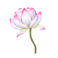 rosa blomning vatten lilja med grön stam. lotus blomma, indisk lotus, helig lotus. vattenfärg illustration eller bröllop design, yoga Centrum, affisch, logotyp, märka png