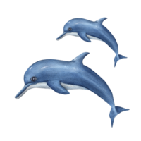 Watercolor cartoon swimming dolphins. Sea illustration can be used for kids room decor, kids print, poster, pattern, stickers, wallpaper, wrapping png