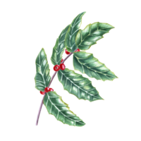 kvist av europeisk järnek. färsk grön ilex löv med knippa av röd bär. vattenfärg illustration för jul dekoration, xmas kort, ny år hälsningar png