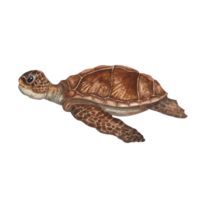 Hand painted watercolor illustration of swimming sea turtle. Perfect for wallpaper, print, baby textile, nursery, scrapbooking, postcards, clothing. Cartoon style. png