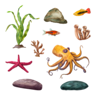 reeks van zee bewoners. marinier groen algen, Octopus, zee ster, koralen, vis, onderwater- rotsen. samenstelling. waterverf illustratie voor ontwerp, kaarten, souvenirs png