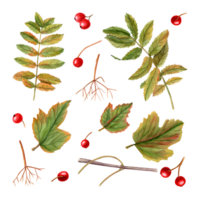 Set of autumn leaves, ripe red berries, stalks and branches. Viburnum, guelder rose, rowanberries, currant, garden berries. Watercolor illustration for card, book, greetings, autumn decoration. png
