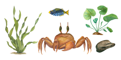 Aquarell einstellen von Krabbe, Fisch, unter Wasser Stein, Meer Grün Unkraut. Wasser- Illustration. zum dekorieren Kinder Party, Bücher, Schreibwaren, drucken png