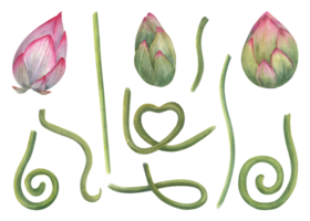 A set of individual lotus parts for creating compositions. Pink Buds, green stems of water lily. Constructor for creating bizarre flower shapes. Watercolor illustration for design png