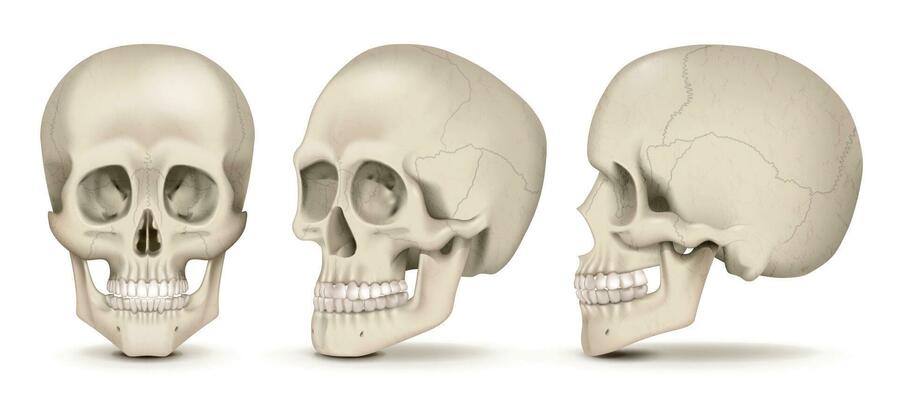 Realistic Skulls Set